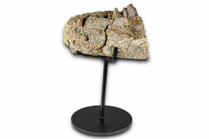 Hadrosaur (Edmontosaurus) Jaw Section with Teeth - Wyoming #377640